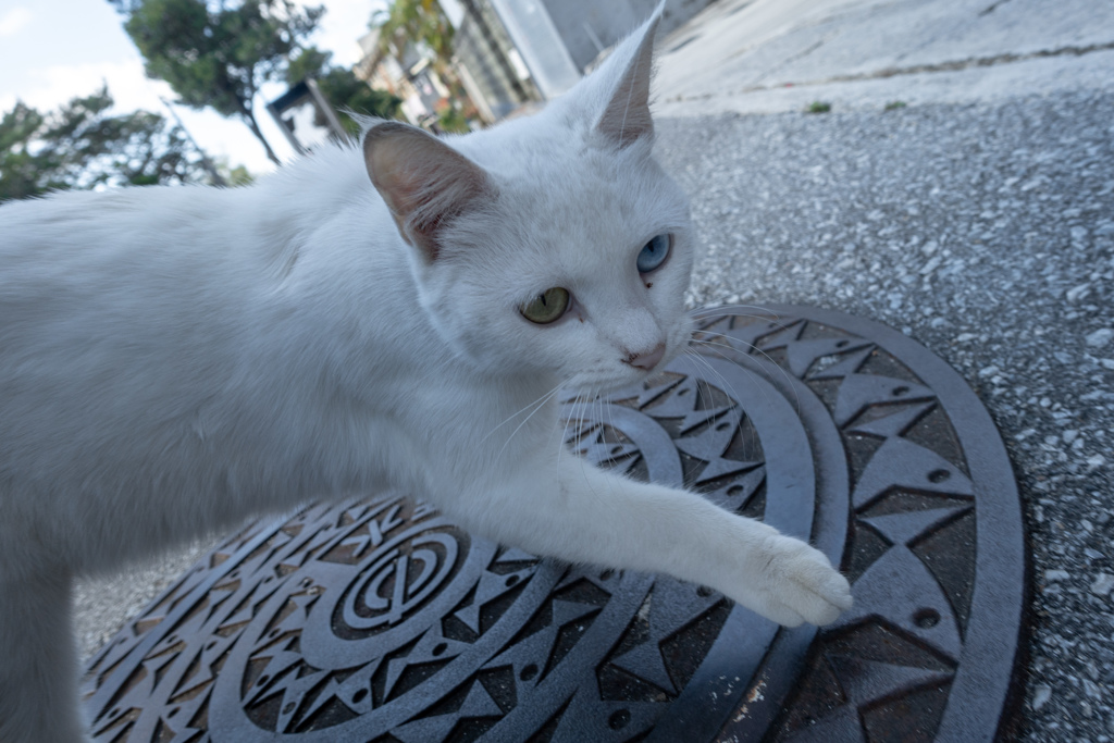 よそのねこ