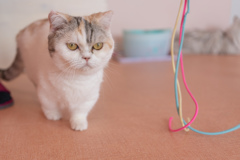 よそのねこ