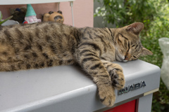 うちのねこ
