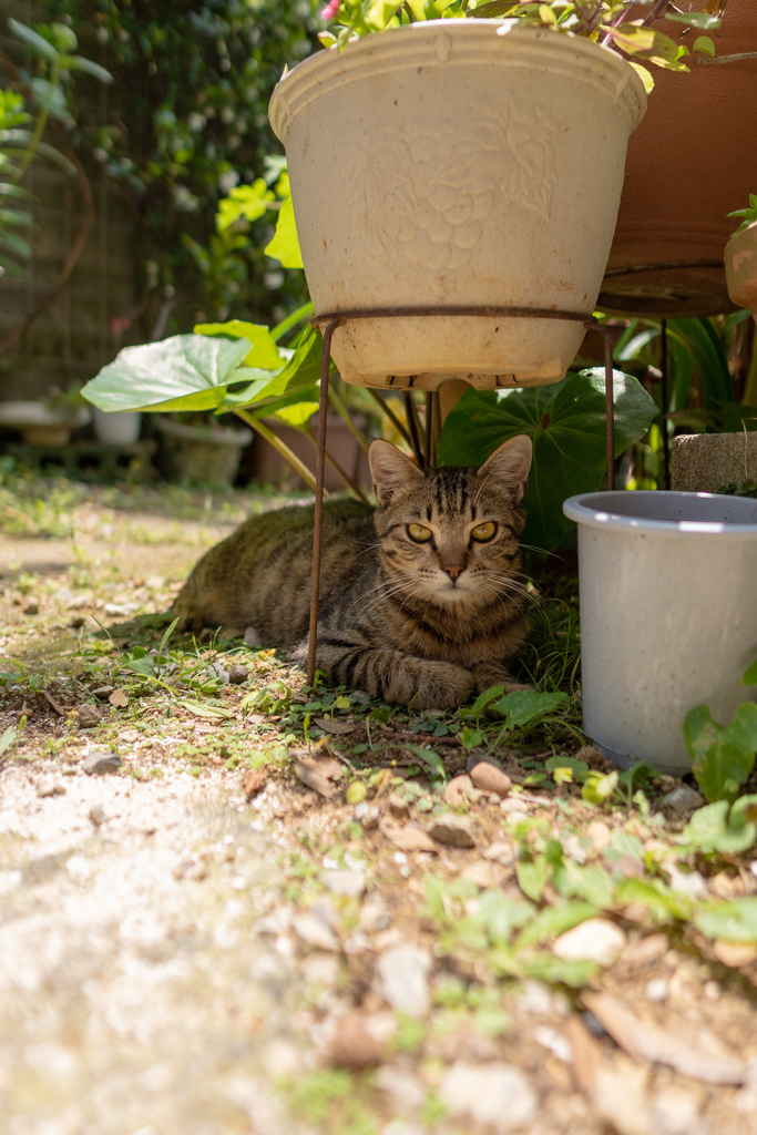 うちのねこ