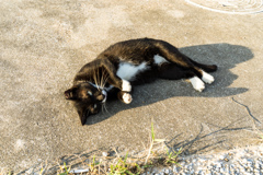 よその猫
