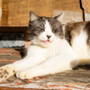よその猫