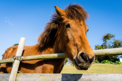 よその馬