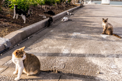 よその猫
