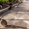 よその猫