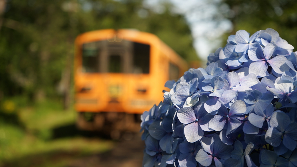 津軽鉄道と紫陽花