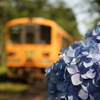 津軽鉄道と紫陽花