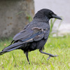 7D2_9522_l