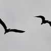 IMG_9003_l