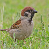 7D2_0492_l