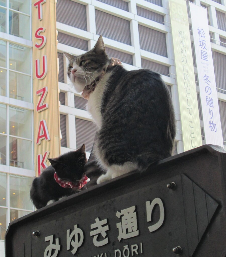 「みゆき通り」の猫たち