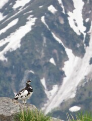 立山の雷鳥②