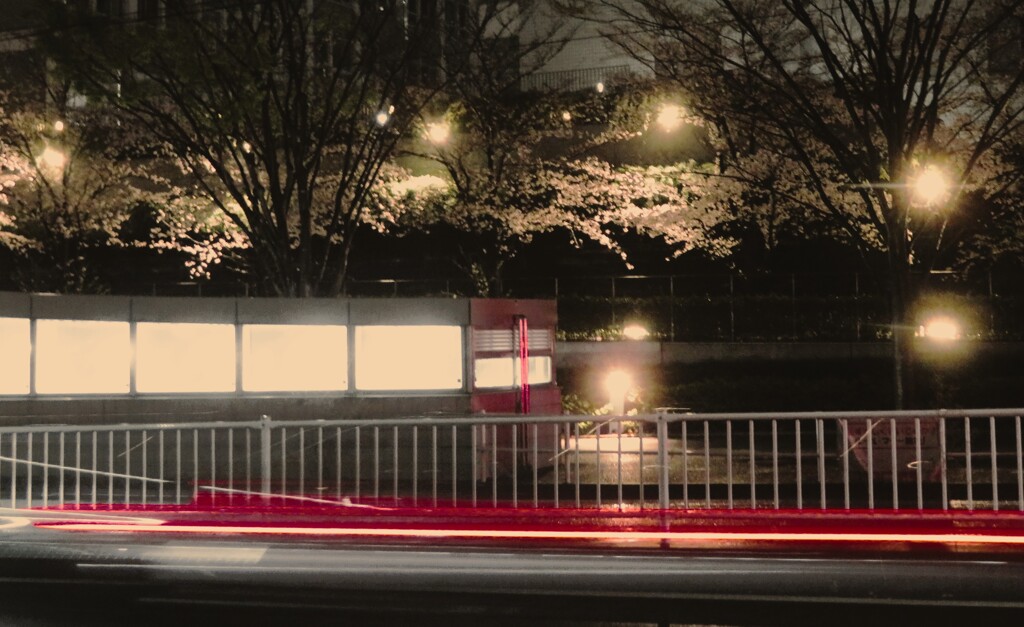 夜桜