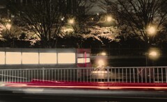 夜桜