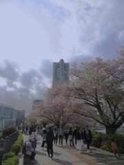 桜とタワー