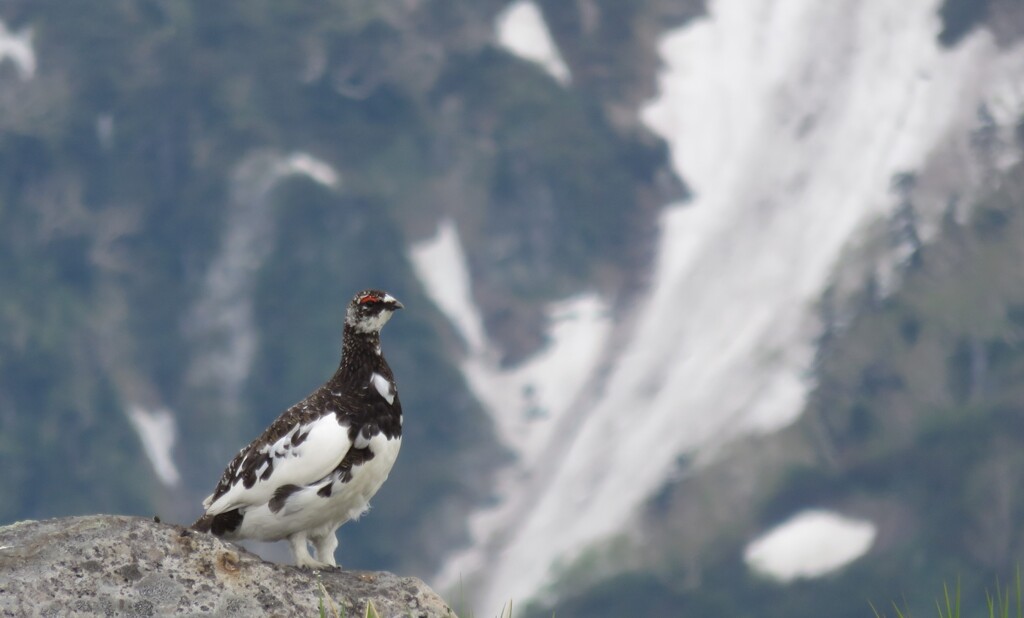 立山の雷鳥