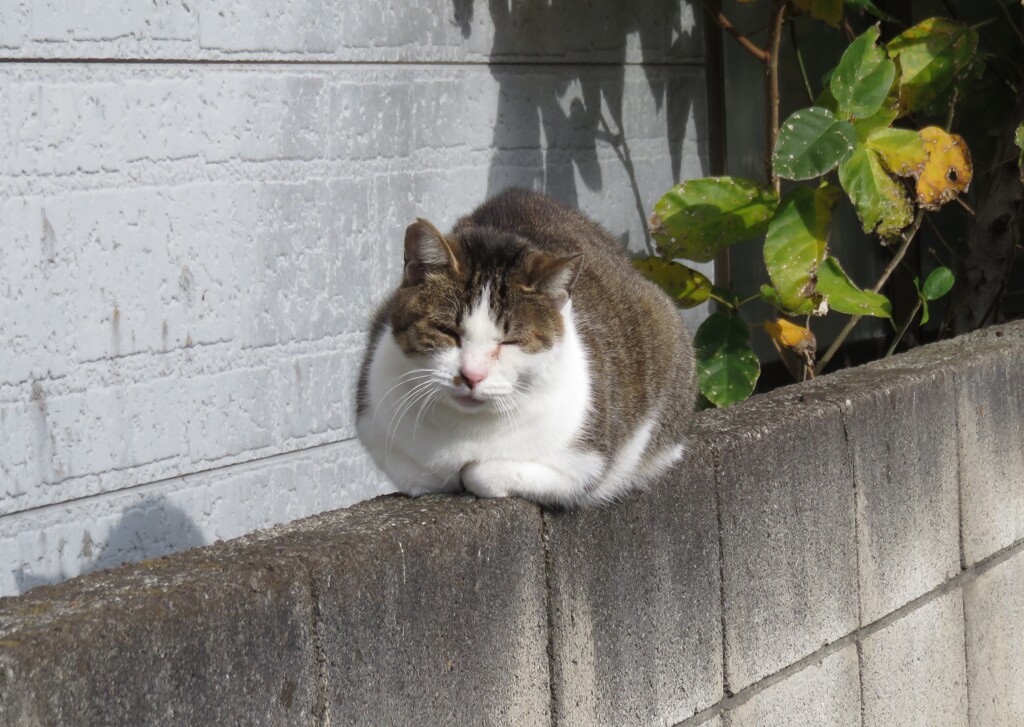 眠猫