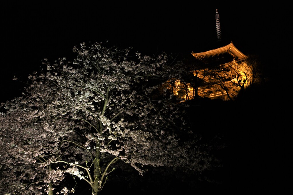 春夜の三渓園