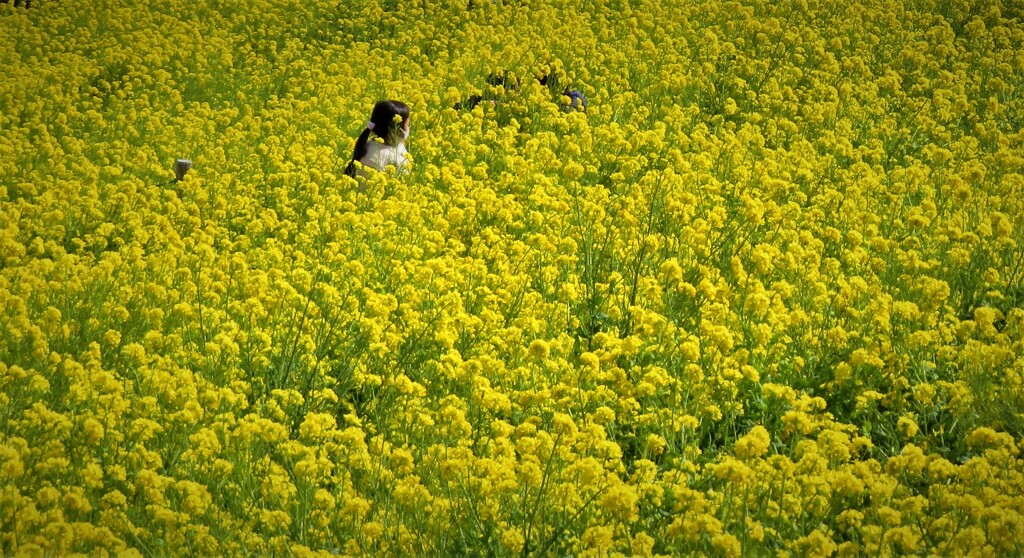 菜の花畑でつかまえて