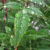 8月の雨