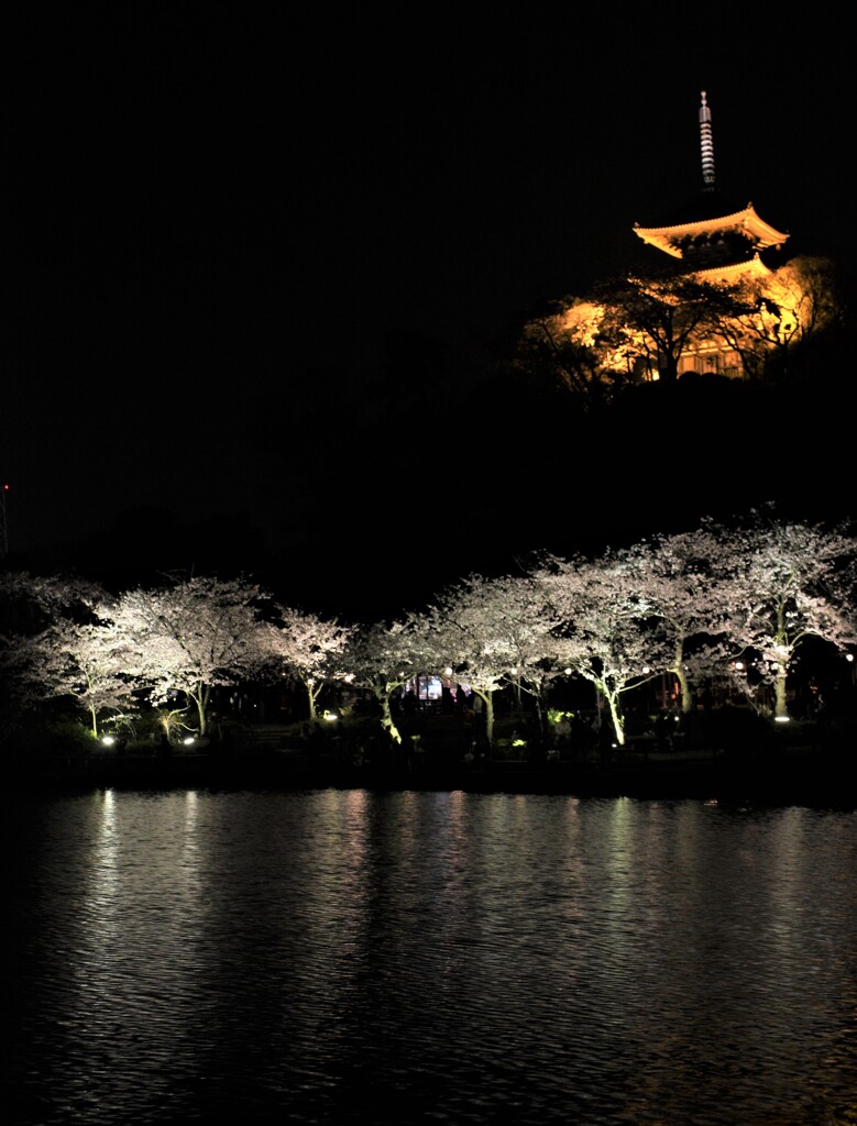 夜の三渓園　春