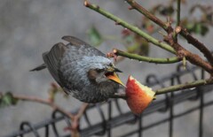 もっと食わせろー！