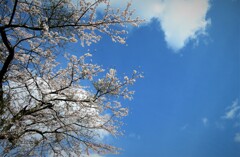 青空桜