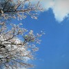 青空桜