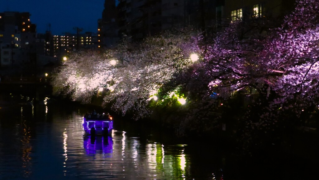 光る桜へ