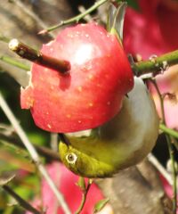 アクロバット飲食