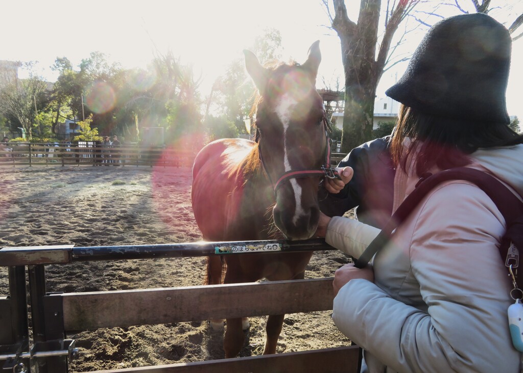代々木の馬