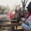 代々木の馬