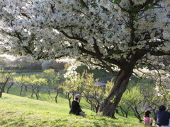 桜の木の下には