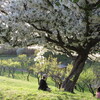 桜の木の下には