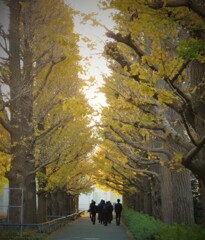 銀杏並木の通学路