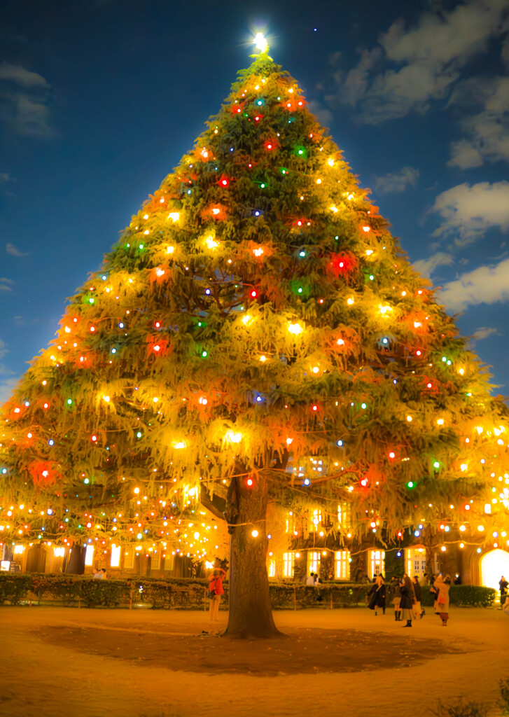 クリスマスツリー１