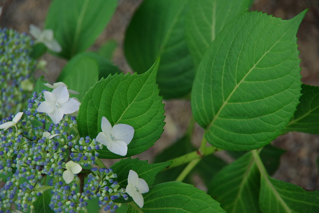 咲き始めの紫陽花