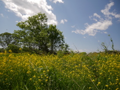 田舎道