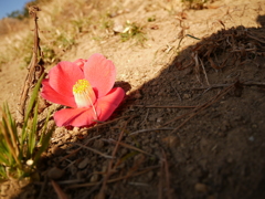 花散りて