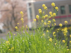 菜の花もいいですね