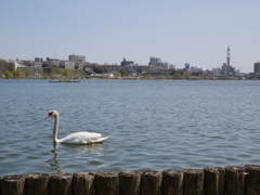 千波湖さんぽ