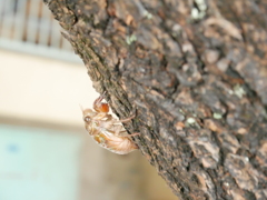 一肌脱ぎますか