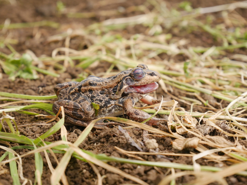 田植えの季節がきたよ