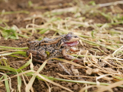 田植えの季節がきたよ