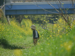 菜花の妖精