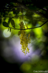 カマキリの羽化