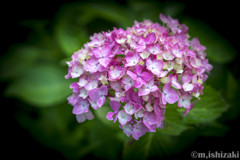 紫陽花2