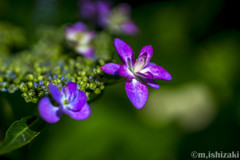 紫陽花11