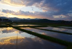 田んぼ