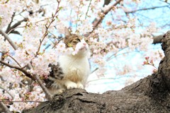 猫と桜